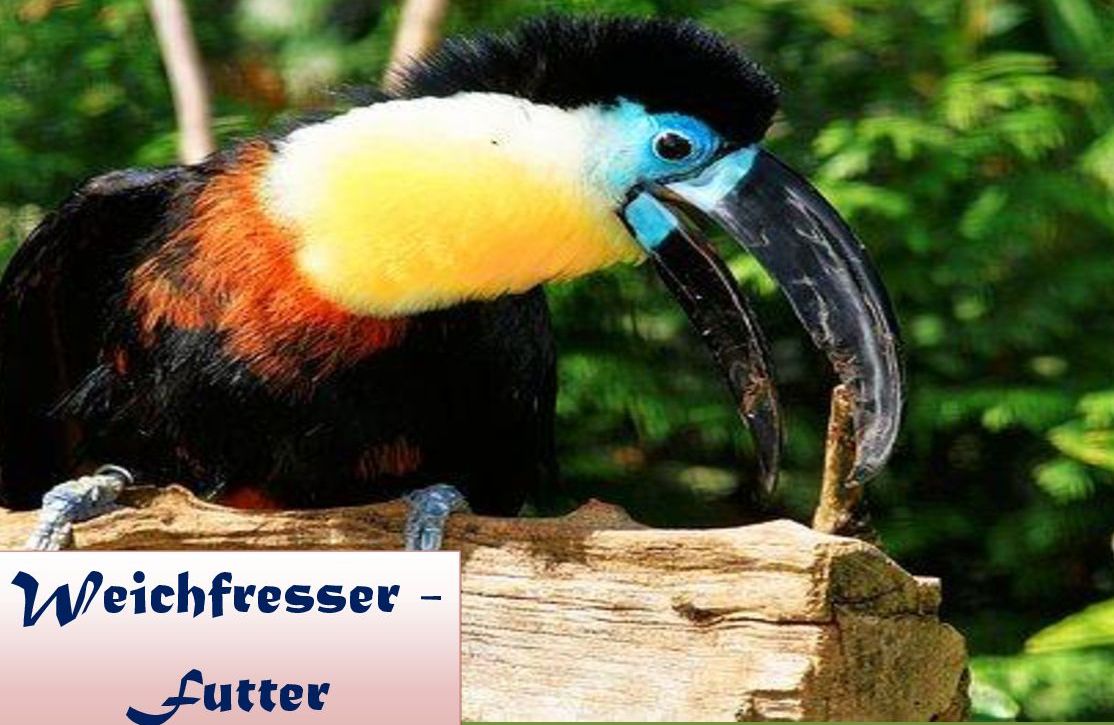 Weichfresser- Futtermischungen